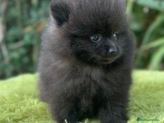 Pomerania perros - Anuncio 4