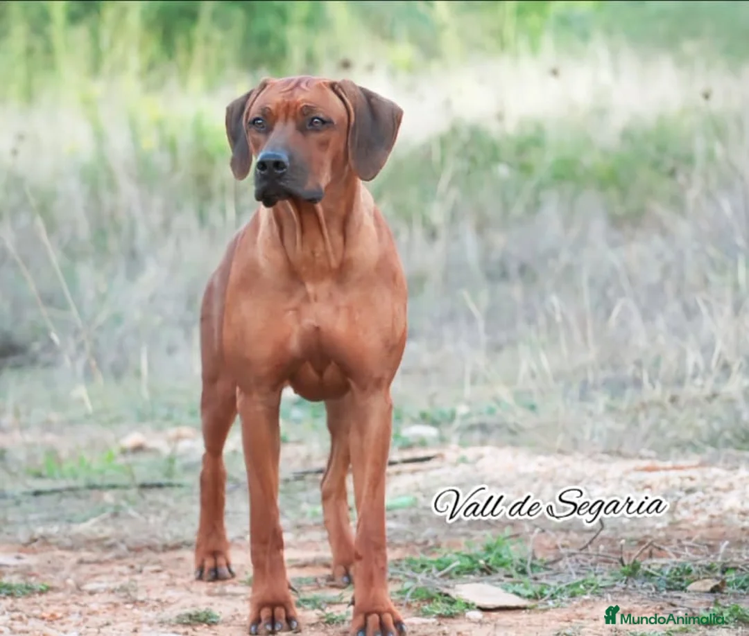 Imagen de galería {{count}}