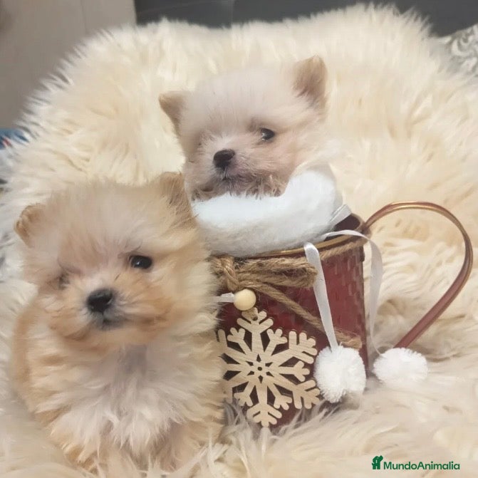 Bichón Habanero perros Bichón Habanero  - Anuncio 1