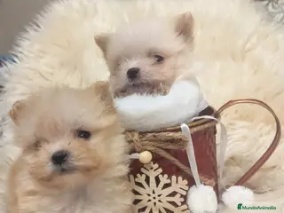 Bichón Habanero perros Bichón Habanero - Anuncio 1