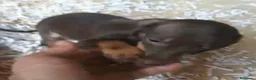 Teckel Miniatura perros en venta: Camada de teckel kaninchen chocolates y arlequín  - Anuncio 2