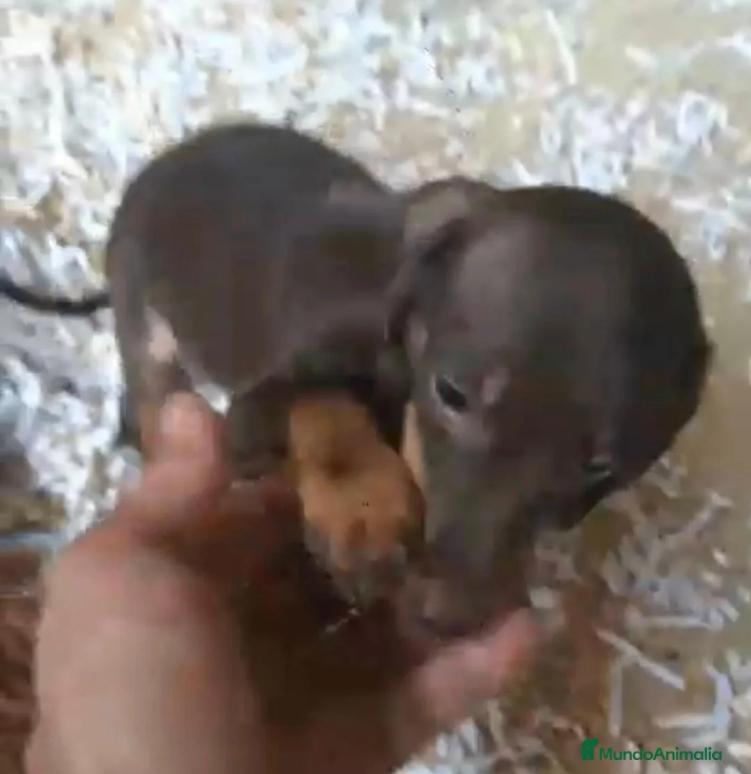 Teckel Miniatura perros en venta: Camada de teckel kaninchen chocolates y arlequín  - Anuncio 2