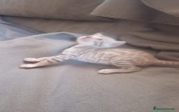 Bengalí gatos en venta: BENGALÍS SNOW Y SILVER - Imagen 2