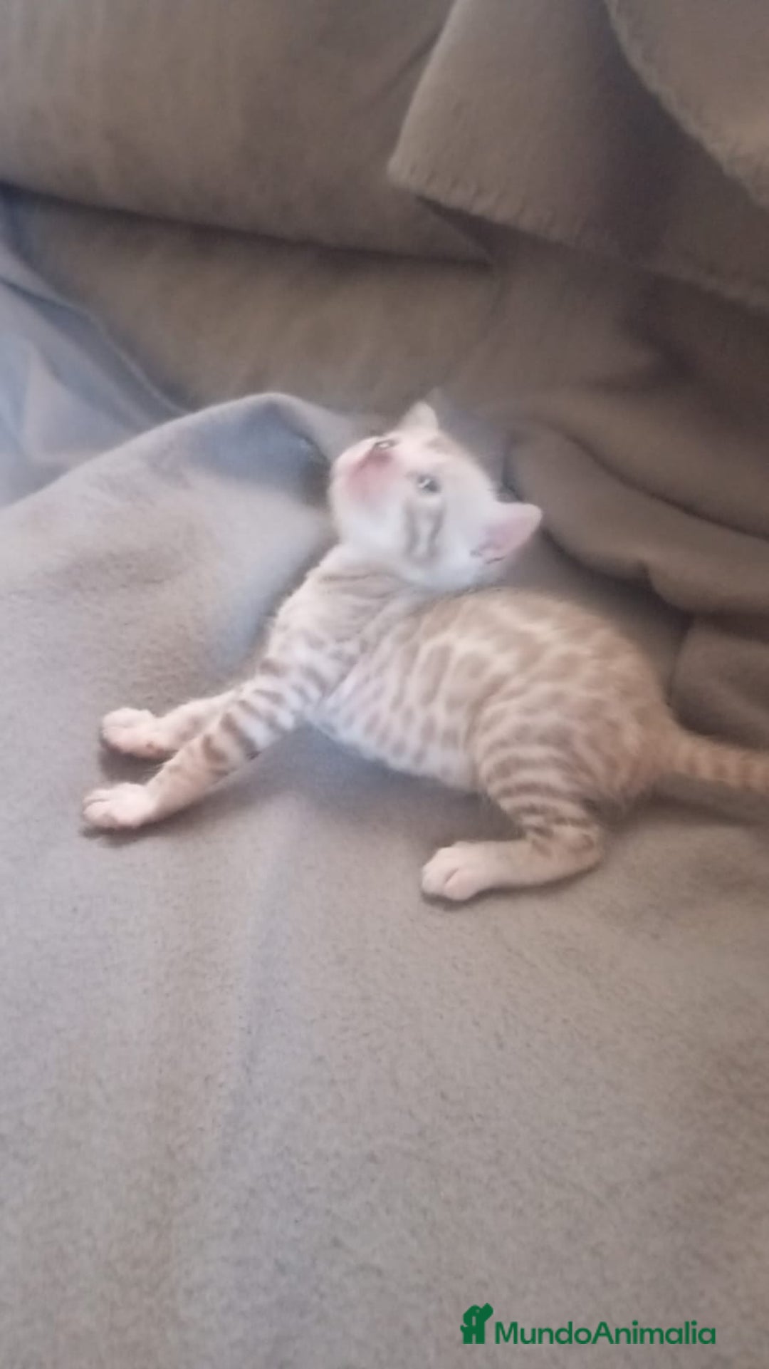 Bengalí gatos en venta: BENGALÍS SNOW Y SILVER - Imagen 2