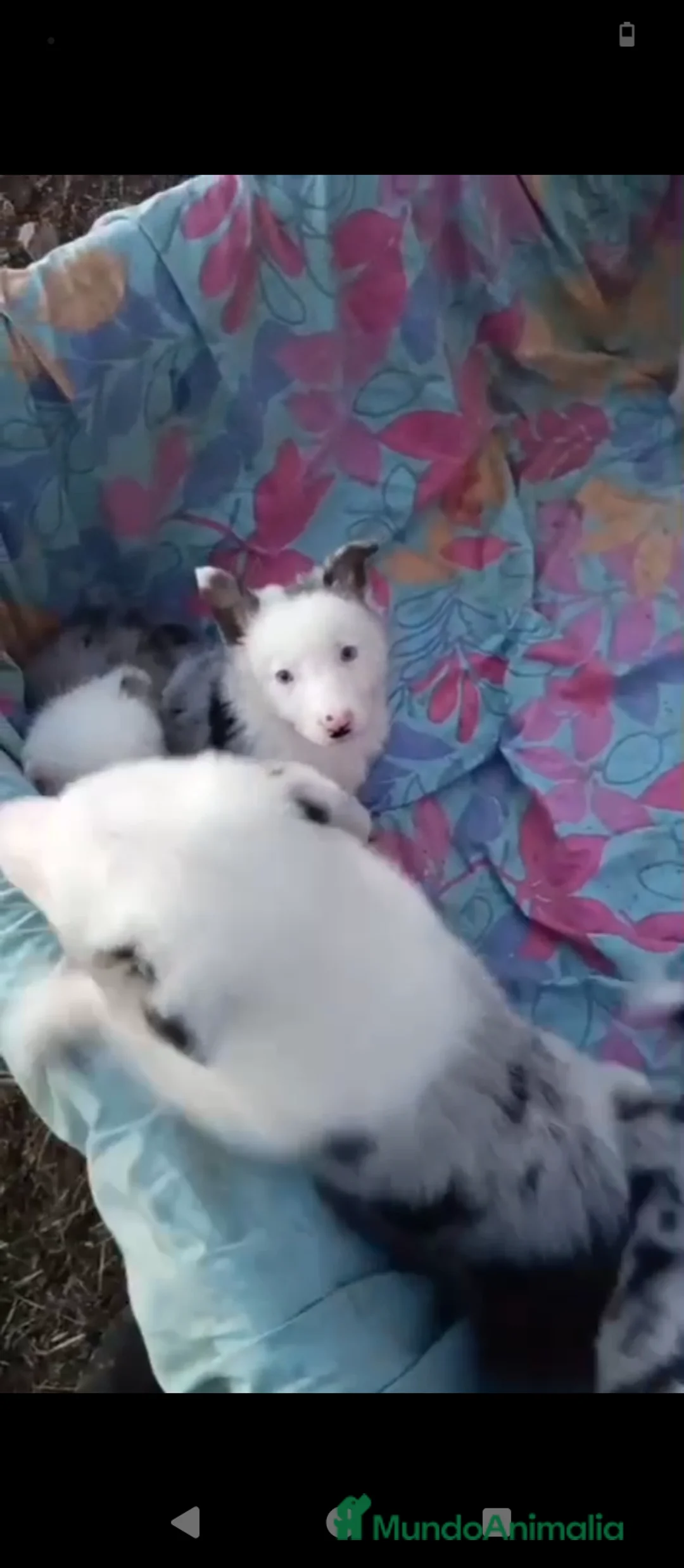 Border Collie perros en venta: Bordér collie merle  - Anuncio 1