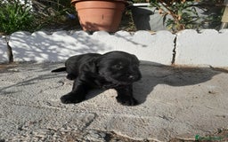 Labrador Retriever perros en venta: LABRADOR - Imagen 9