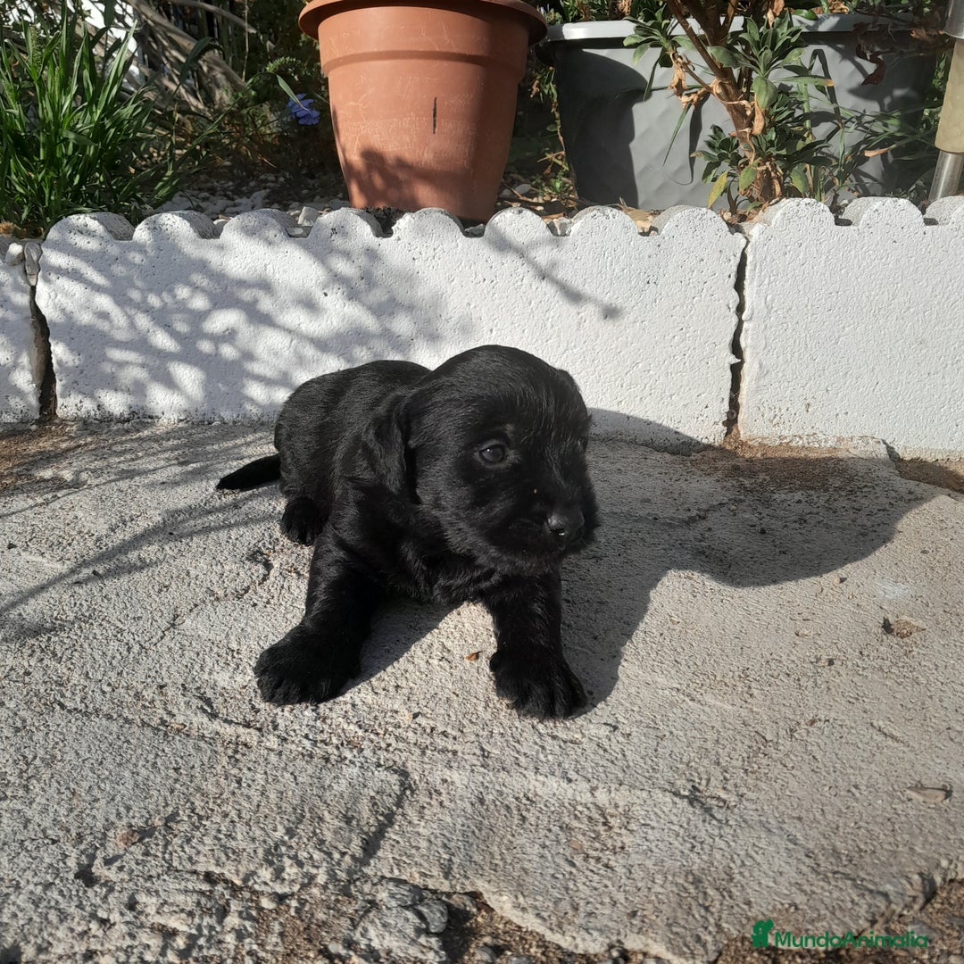 Labrador Retriever perros en venta: LABRADOR - Imagen 9
