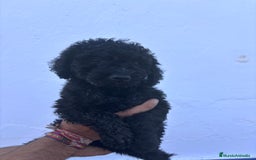 Perro de Agua Español perros en venta: Excelente camada disponible! - Imagen 7