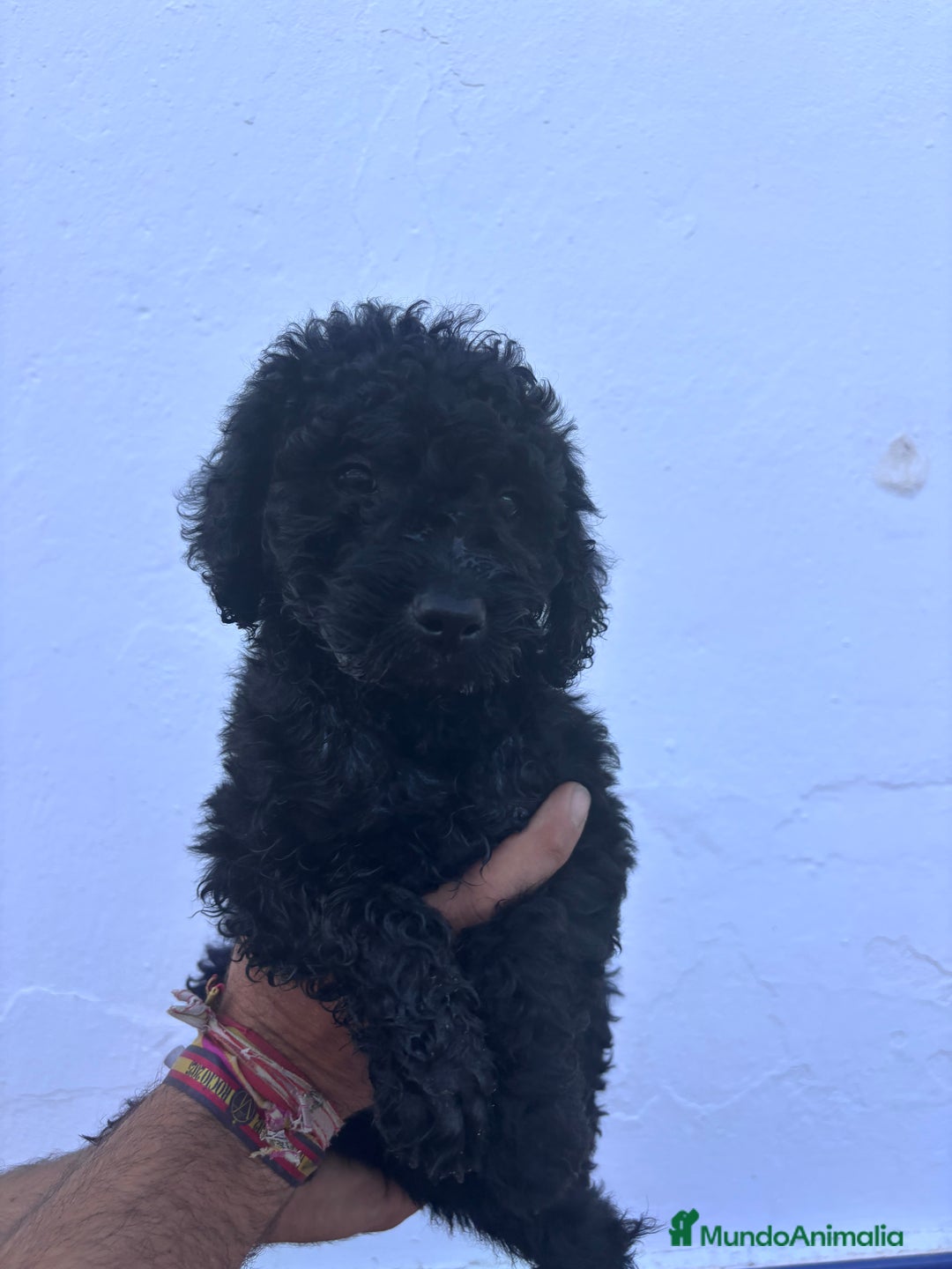 Perro de Agua Español perros en venta: Excelente camada disponible! - Imagen 7
