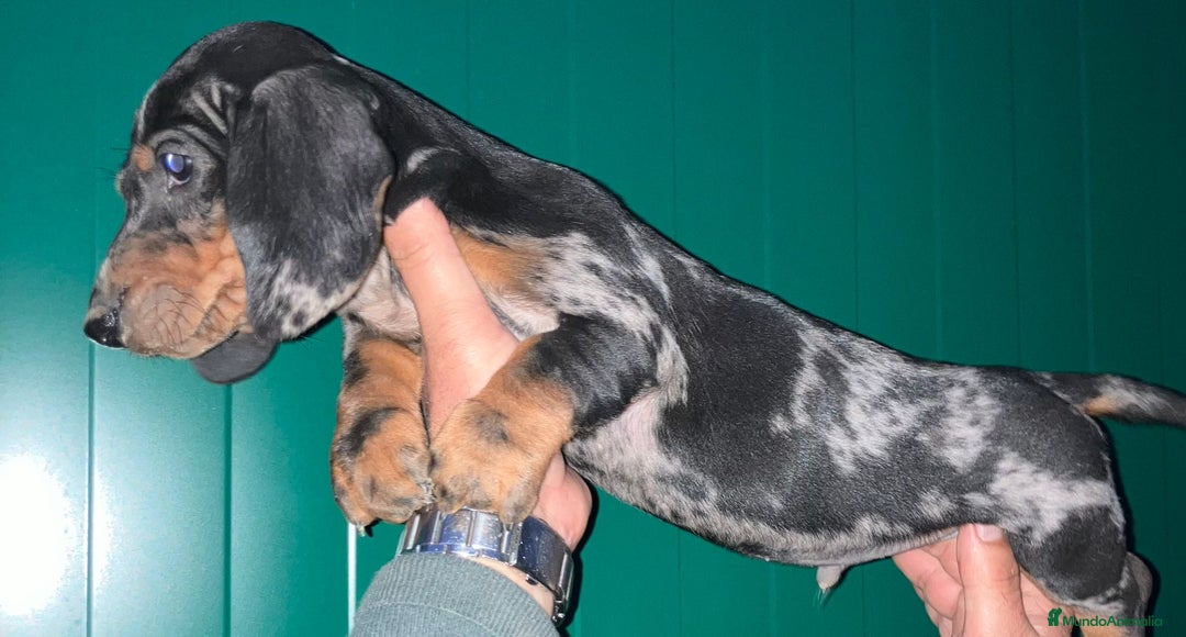 Teckel perros en venta: Teckel alta calidad con pedigree - Anuncio 2