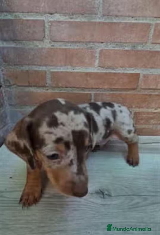 Teckel Miniatura perros Teckel arlequin chocolate mini - Anuncio 1