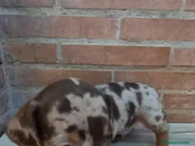 Teckel Miniatura perros en venta: Teckel arlequin chocolate kaninchen - Anuncio 5