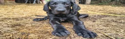 Raza Mixta perros en venta: 🐾 NUEVA CAMADA 2026 – GRAN CRESTADO - Anuncio 10