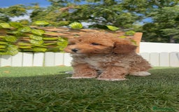 Caniche Toy perros en venta: CANICHE TOY MACHO - Imagen 5
