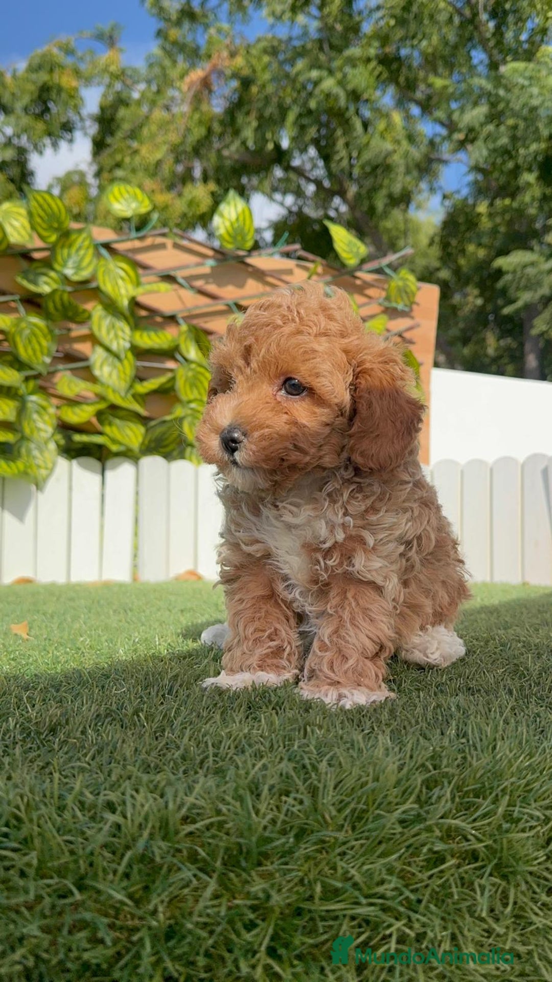 Caniche Toy perros en venta: CANICHE TOY MACHO - Imagen 5