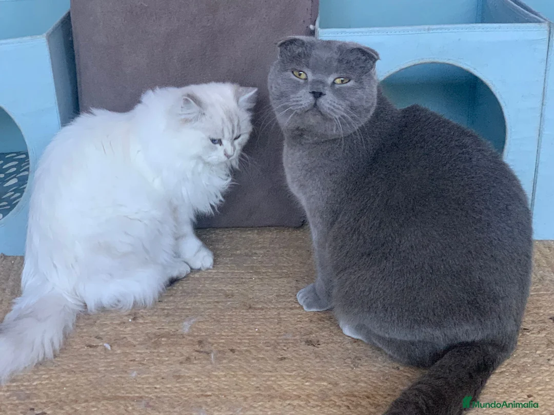 Imagen de galería {{count}}