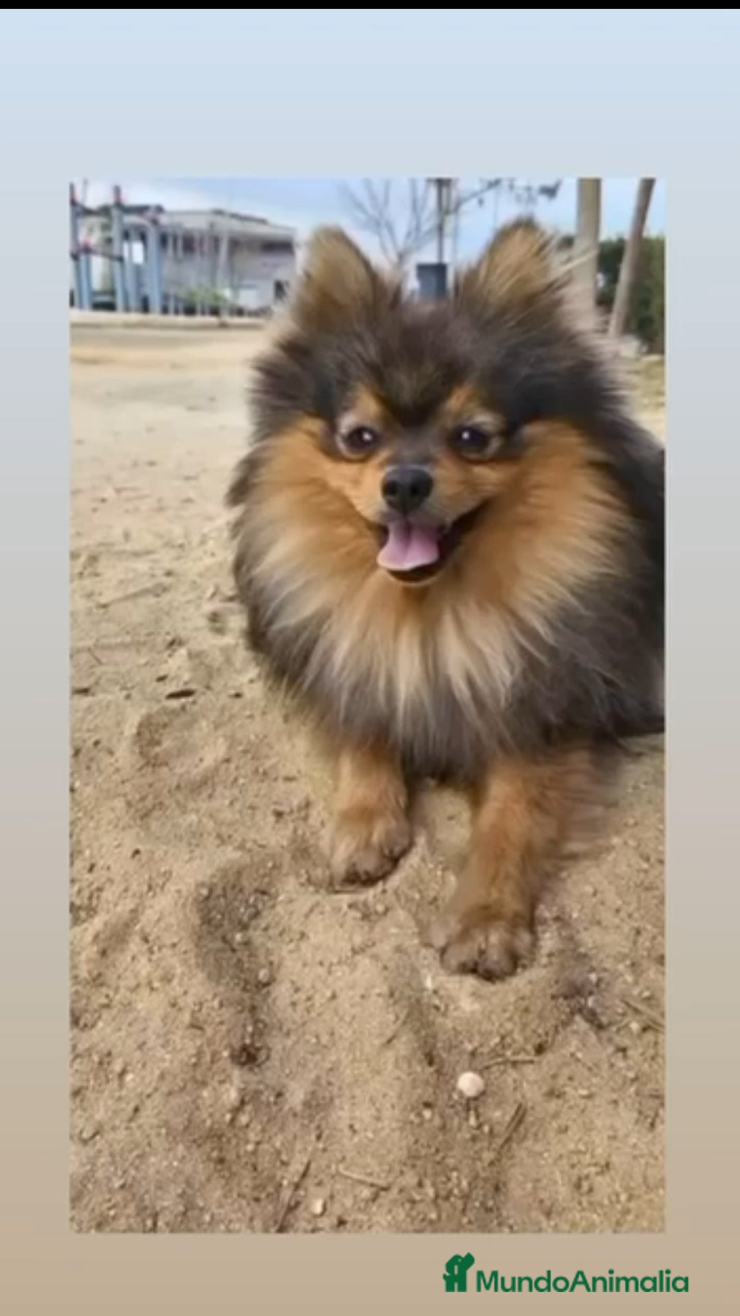 Pomerania perros en venta: Cachorros de Pomerania  - Anuncio 1