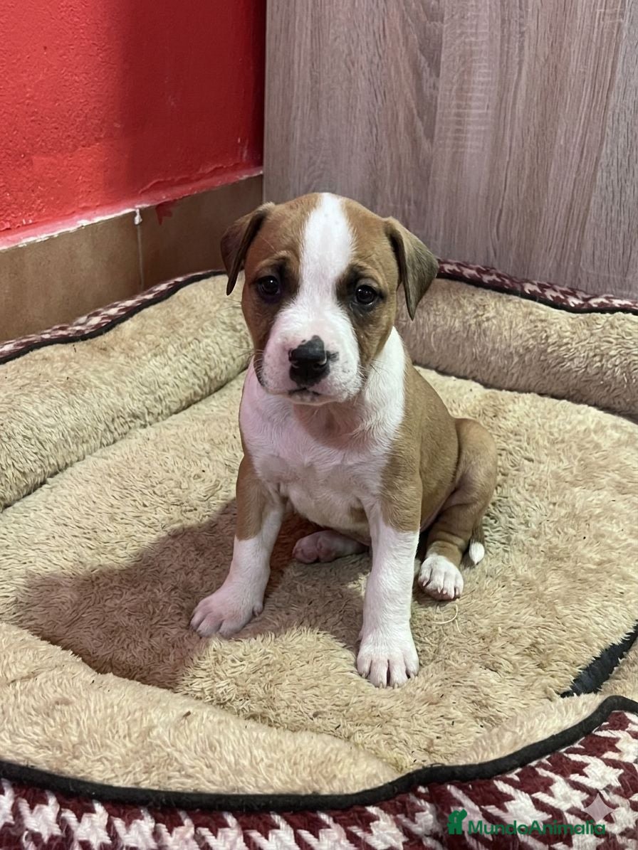 American Staffordshire-Terrier perros American stanforshire -terrier - Anuncio 1