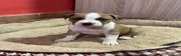 American Staffordshire-Terrier perros en venta: American stanforshire -terrier - Anuncio 1