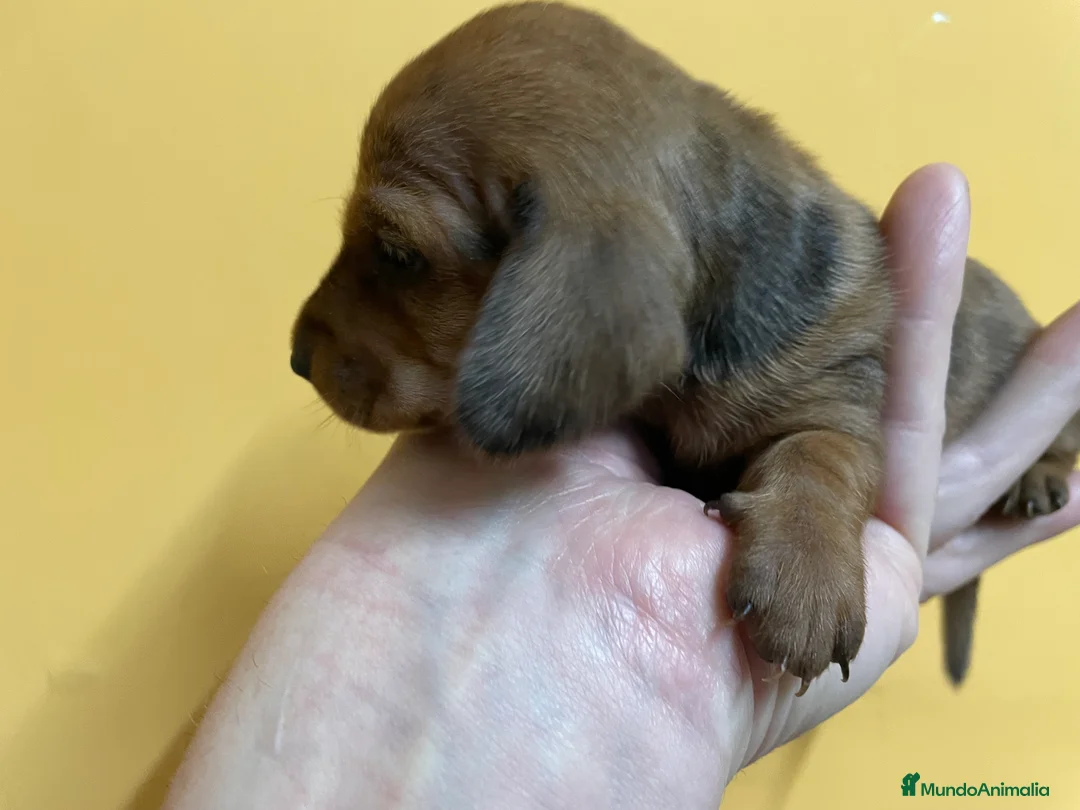 Teckel Miniatura perros en venta: Teckel kaninchen  en Ciudad Real - Anuncio 2