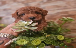 Caniche Toy perros en venta: CAMADA DE CANICHE TOY  - Imagen 2