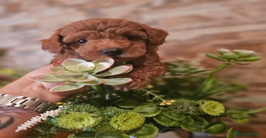 Caniche Toy perros - Anuncio 4