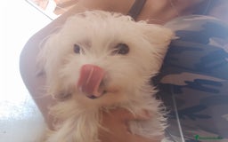 Perro Crestado Chino perros en venta: Maltipoo y crestado chino - Anuncio 3
