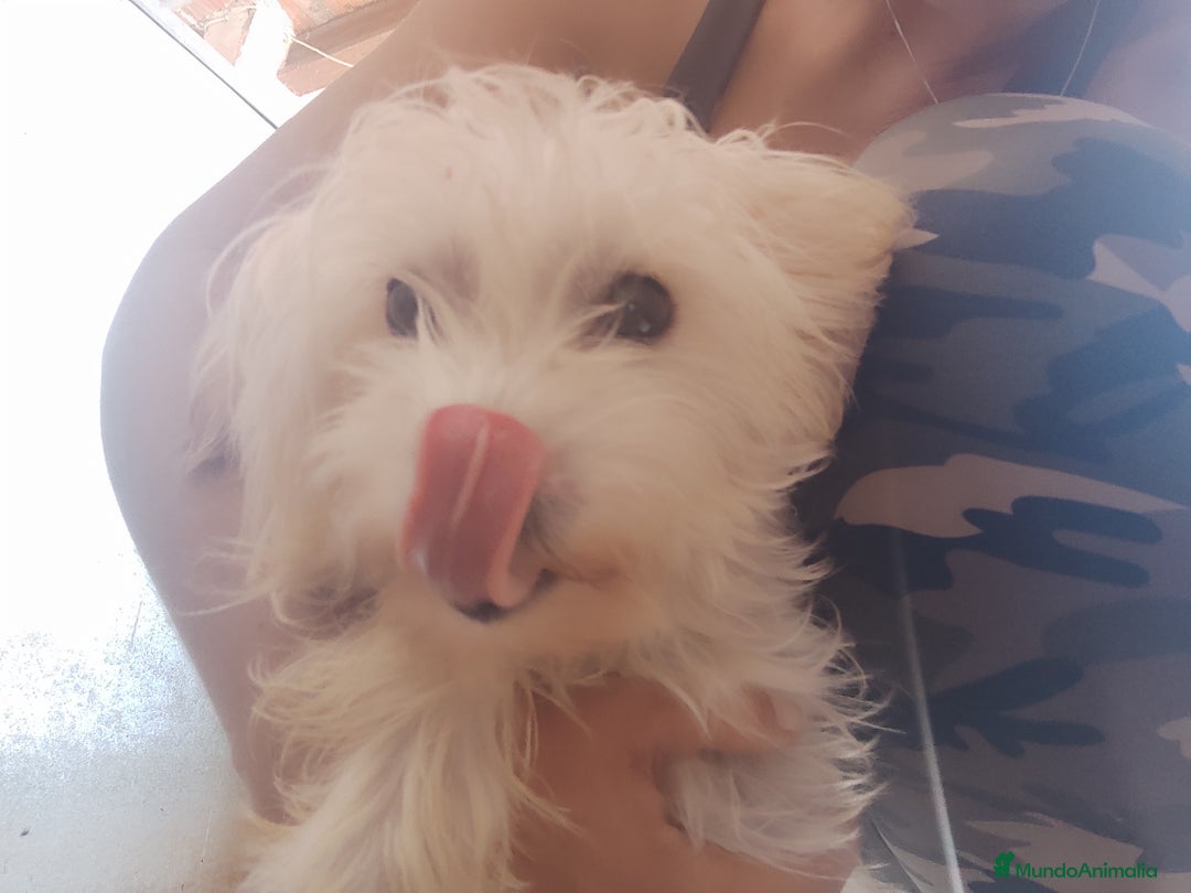 Perro Crestado Chino perros en venta: Maltipoo y crestado chino - Anuncio 3