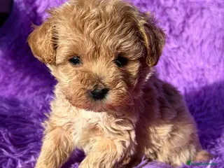 Maltipoo perros MALTIPOO - Anuncio 34