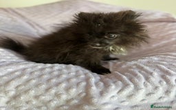 Pomerania perros en venta: Lulu pomerania MICRO TOY  - Imagen 9