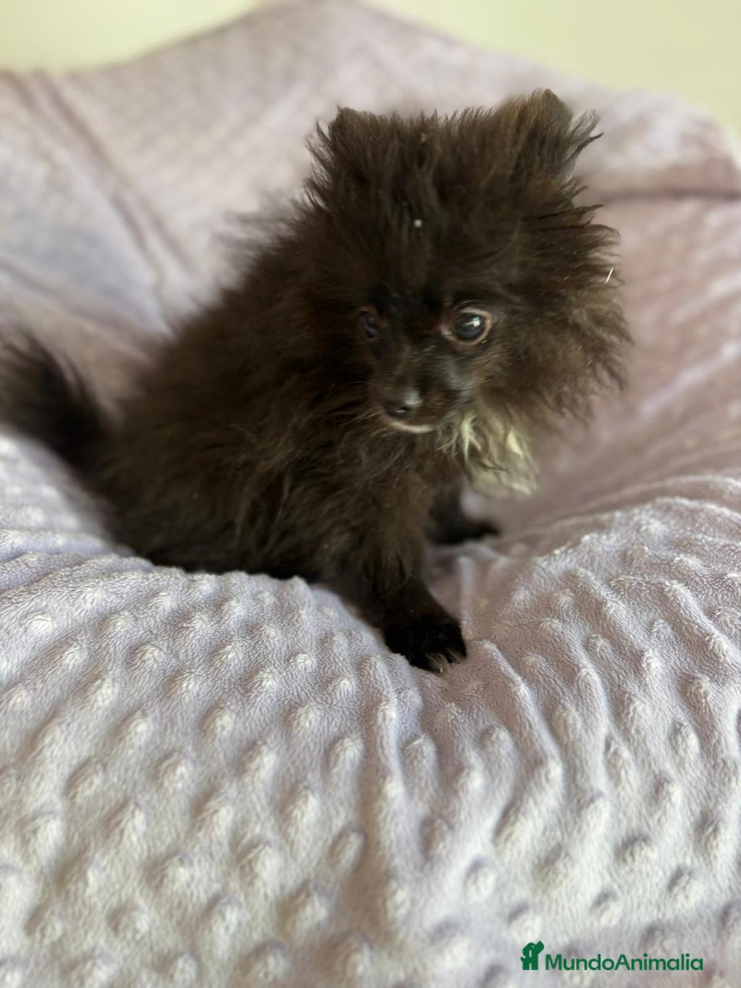 Pomerania perros en venta: Lulu pomerania MICRO TOY  - Imagen 9