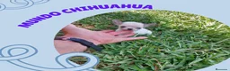 Chihuahua perros en venta: PRECIOSOS CHIHUAHUA RUSO Y ASIÁTICO   - Anuncio 15