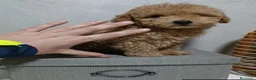 Caniche Toy perros en venta: Caniche toy apricot - Anuncio 2