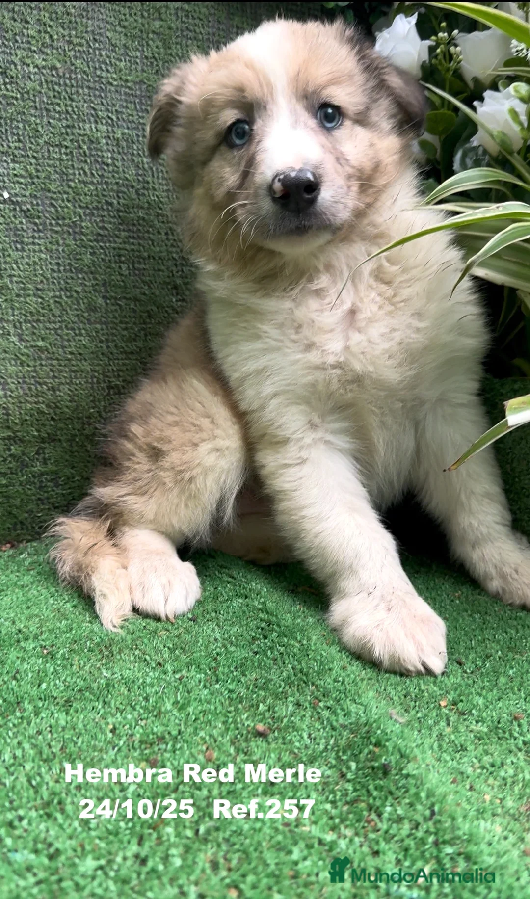 Border Collie perros en venta: BORDER COLLIE red merle - Anuncio 17