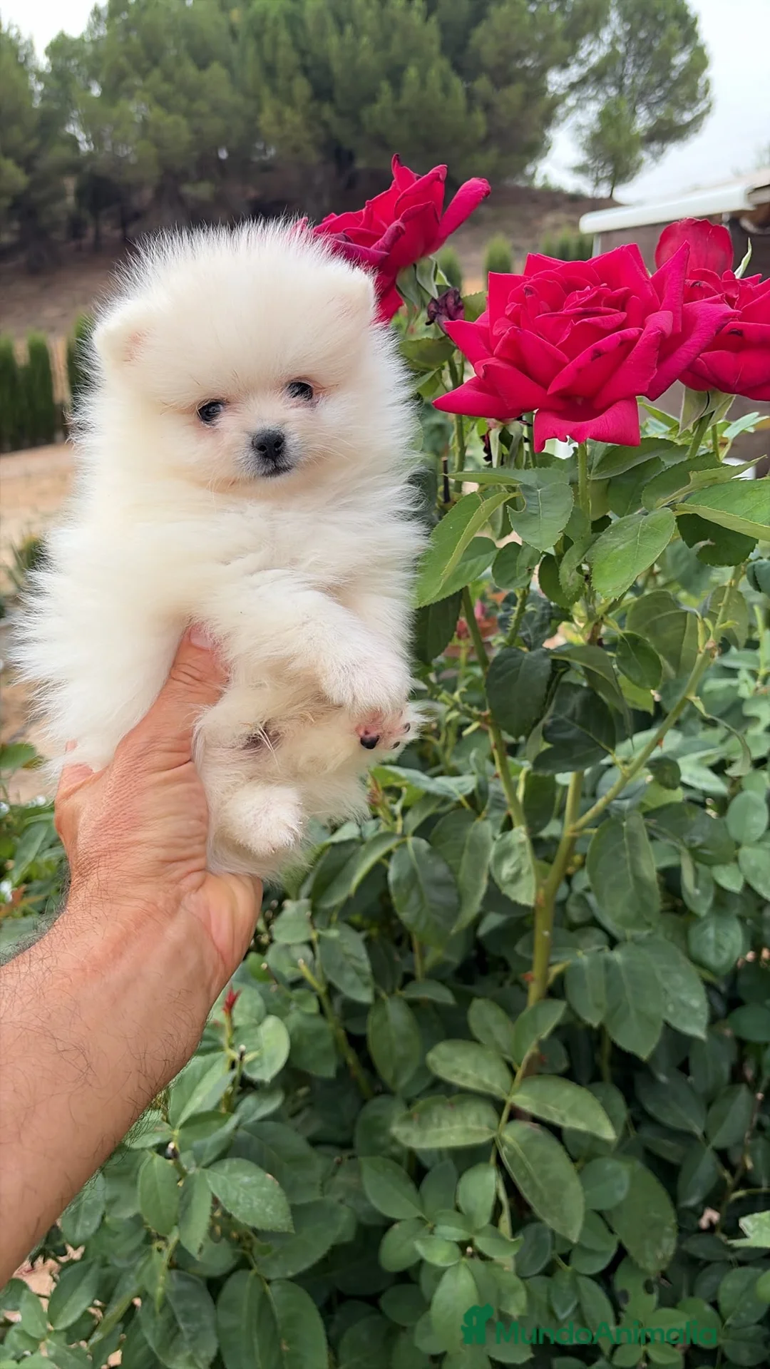 Pomerania perros en venta: Pomerania macho miniatura !!! - Anuncio 4