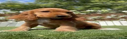 Cocker Spaniel Inglés perros en venta: COCKER SPANIEL INGLES-LISTA PARA ENTREGAR - Anuncio 6