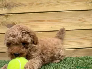 Caniche Enano perros CANICHES en Barcelona - Anuncio 10