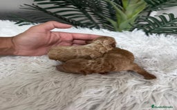 Caniche Toy perros en venta: CANICHE TOY - Imagen 3