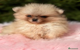 Pomerania perros en venta: Pomerania hembra  - Anuncio 3