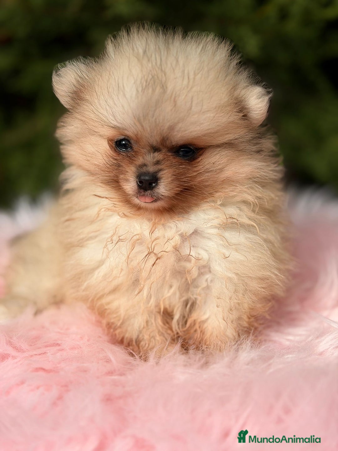 Pomerania perros en venta: Pomerania hembra  - Anuncio 3