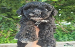 Perro de Agua Español perros en venta: Ultimo perro de aguas - Imagen 13