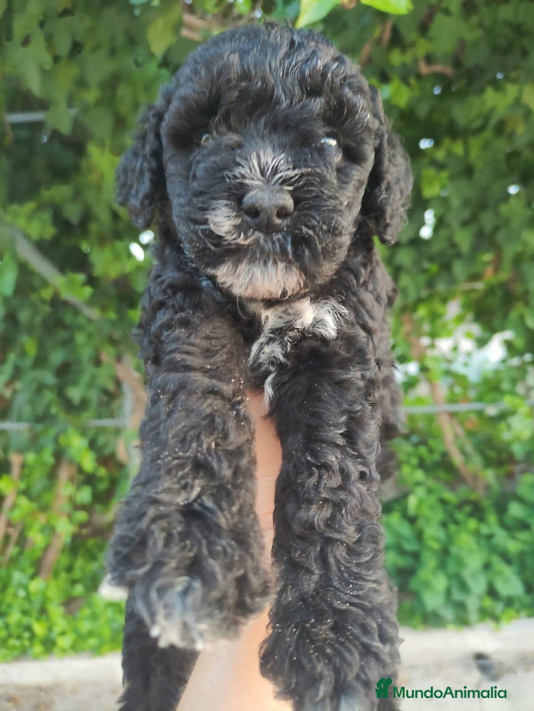Perro de Agua Español perros en venta: Ultimo perro de aguas - Imagen 13