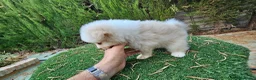 Pomerania perros en venta: Pomerania carita de oso  - Anuncio 7