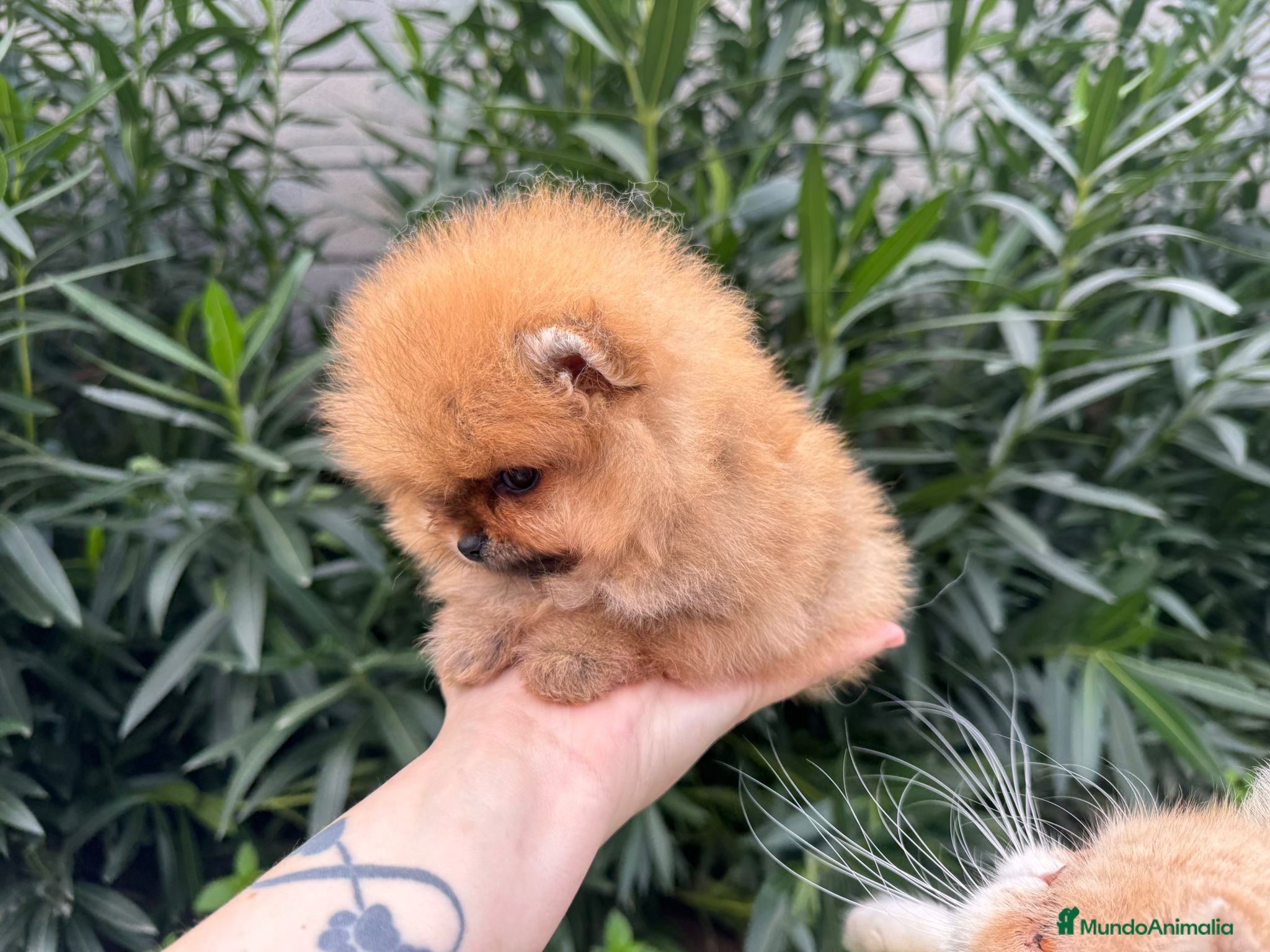 Pomerania perros POMERANIAS EXCLUSIVOS  - Anuncio 29