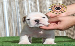 Bulldog Inglés perros en venta: Bulldog ingles calidad  - Imagen 5