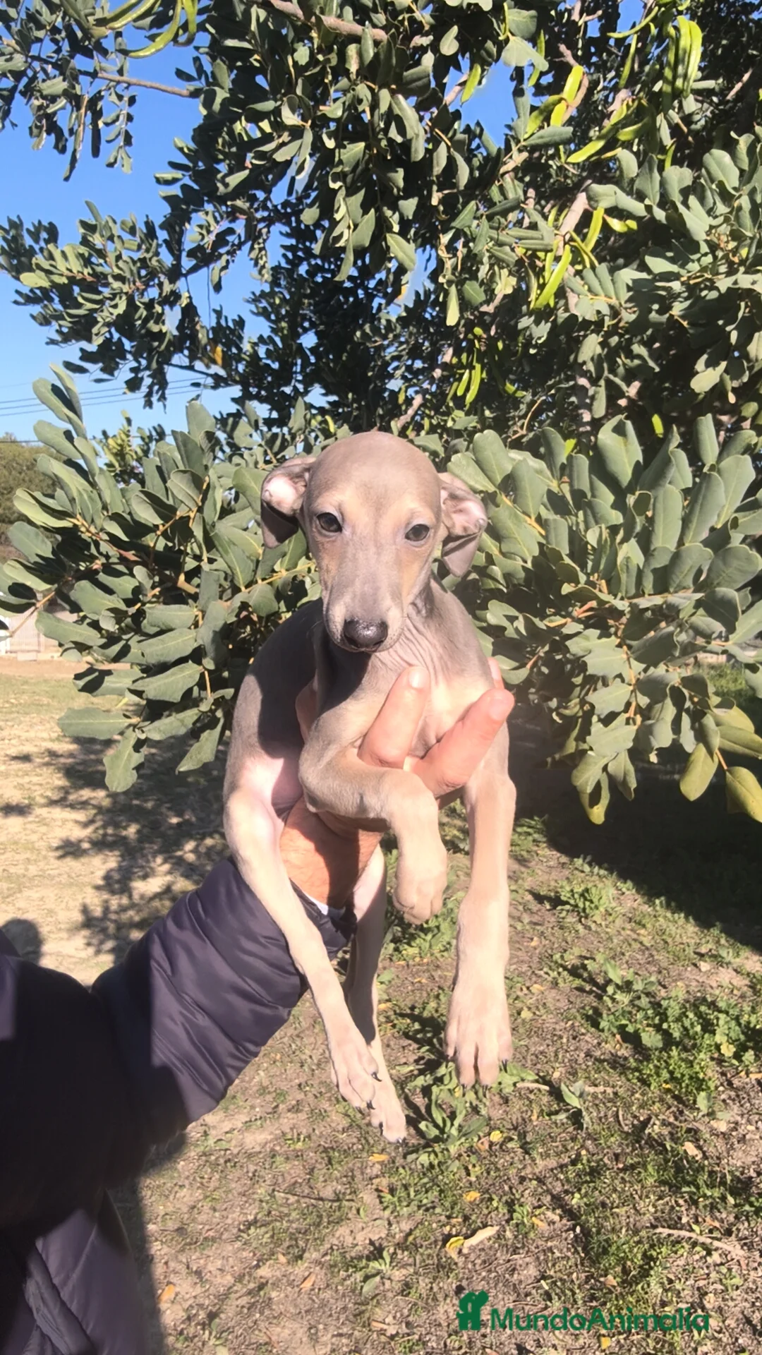 Pequeño Lebrel Italiano perros en venta: Pequeño lebrel Italiano Finca Paunais  - Anuncio 2