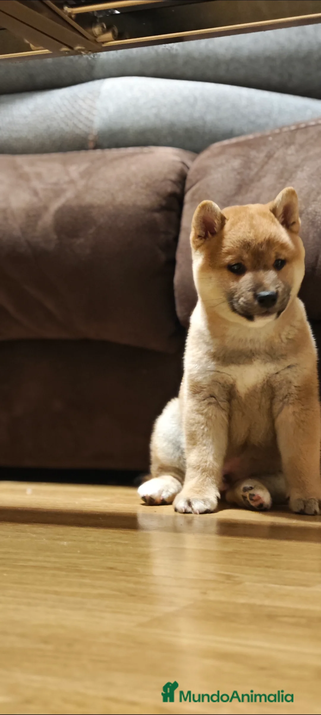Shiba Inu perros en venta: Shiba inu  - Anuncio 3