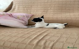Chihuahua perros en venta: Chihuahua toy ruso - Imagen 7