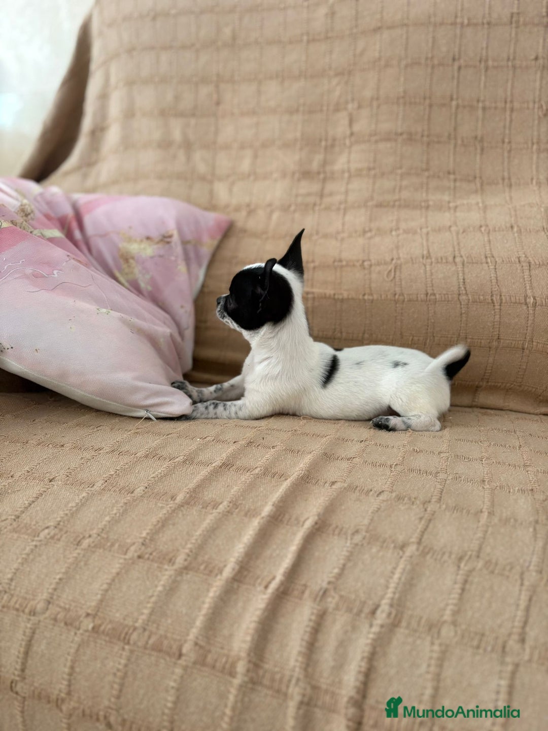 Chihuahua perros en venta: Chihuahua toy ruso - Imagen 7