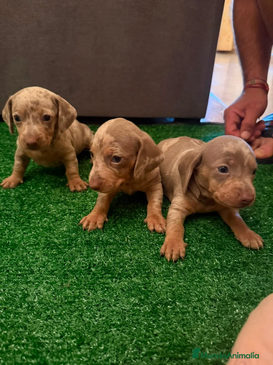 Teckel Miniatura perros en venta: Excelente camada de Teckel chocolate y arlequin  - Anuncio 2